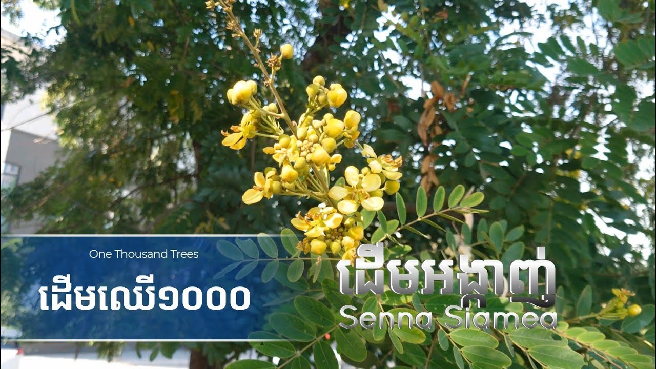 ដើមអង្កាញ់ - Senna Siamea Tree