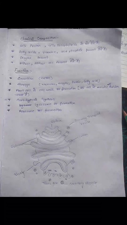 Golgi Body Or Golgi Complex Definition Structure Type Chemical golgi-body-or-golgi-complex-definition-structure-type-chemical