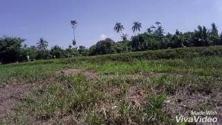 Awang The Crested Goshawk In Training