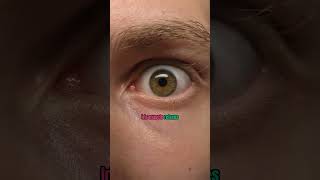 How Eyes See In The Dark...