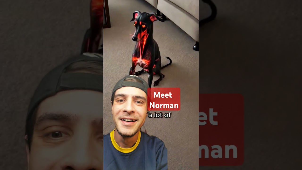 Dog Costume Competition | Green Screen With 