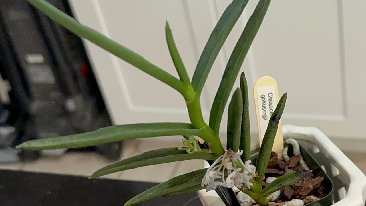 期間限定出品‼️［洋蘭原種］Cleisocentron gokusingii Cleisocentron