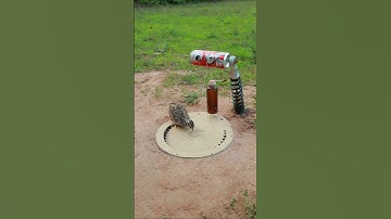 The Best Bird Trap Easy - Quail Trap Technique #simple bird trap #shorts #technique