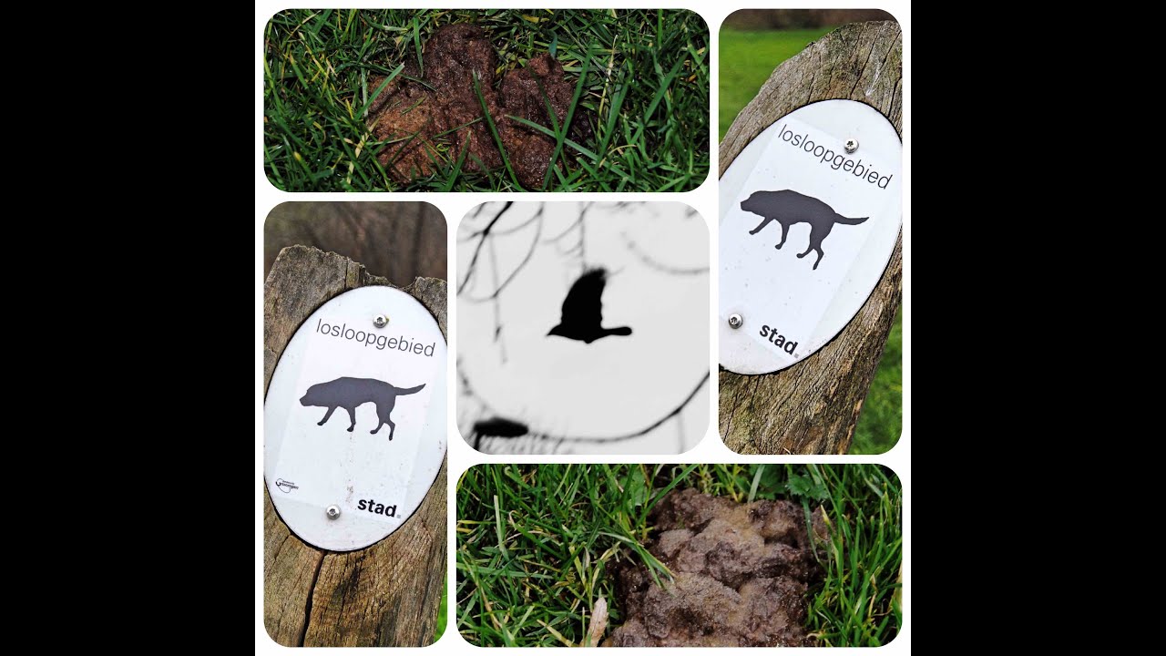 Mooi voorbeeld van synurbisatie: kraaien roestboom in Lewenborg