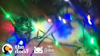 Cats Destroying Christmas Trees And Loving Every Minute | The Dodo