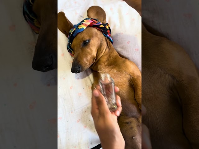 🐶 ASMR | CREMITA PARA PANDORA #dog #pets #makeup