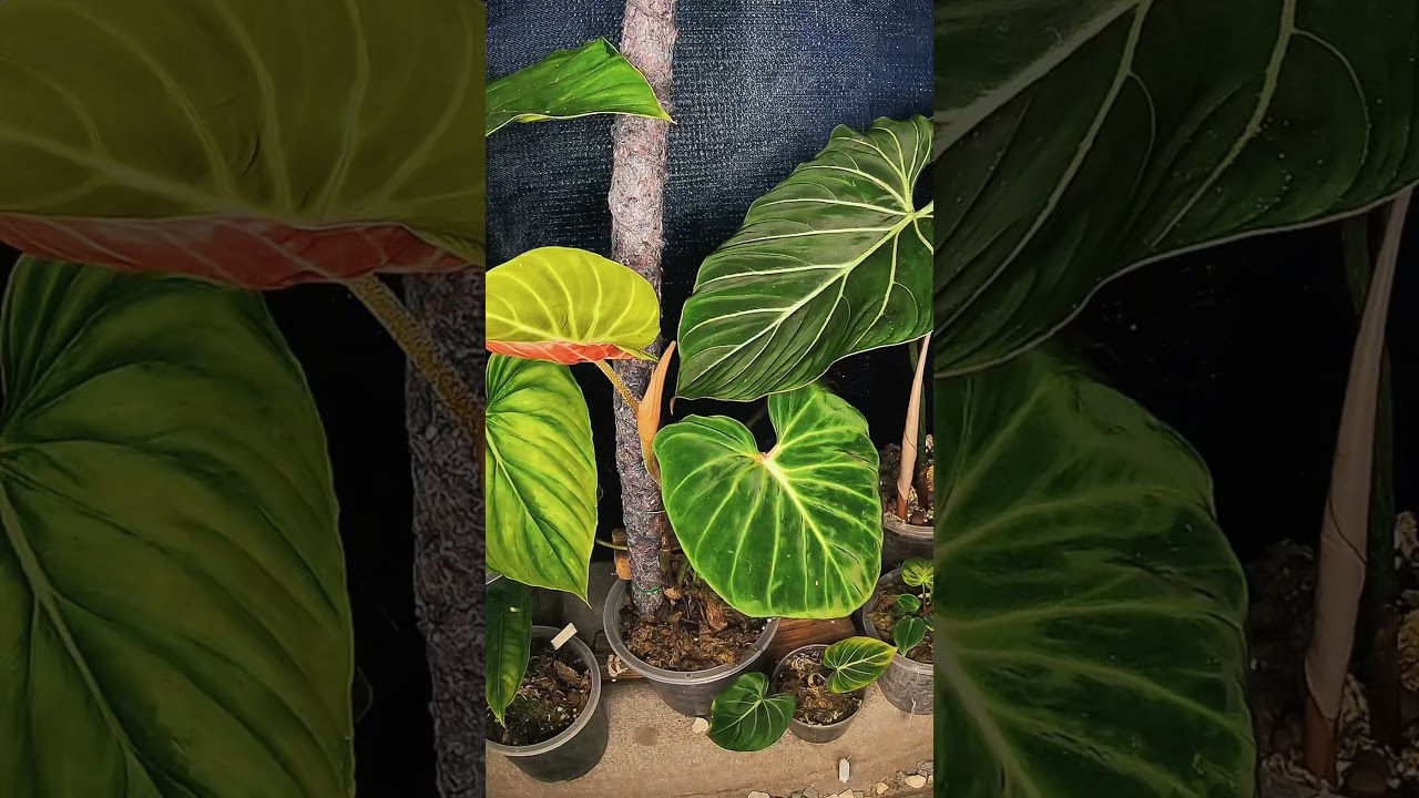 Philodendron verrucosum “amazon sunset”unfolding leaves in 3days