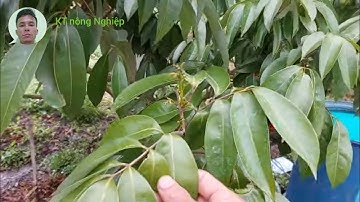 Phòng bệnh sương mai trên cây vải u hồng