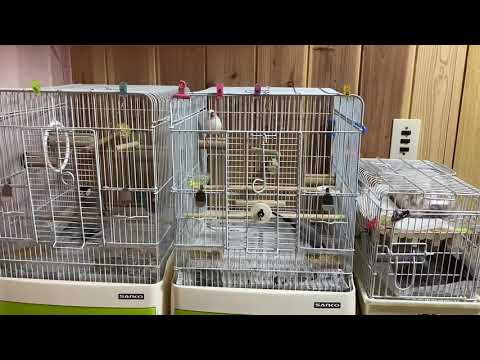 文鳥家族の静かに流れる日々…