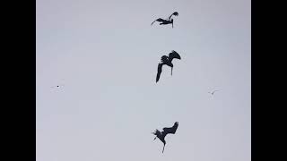 Pelicans at Cannon Beach,  Oregon by Sharmin Ritterson 150 views 3 months ago 1 minute, 29 seconds