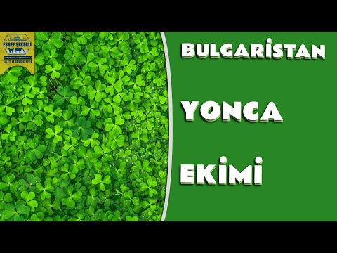 Video: Sürünən Yonca