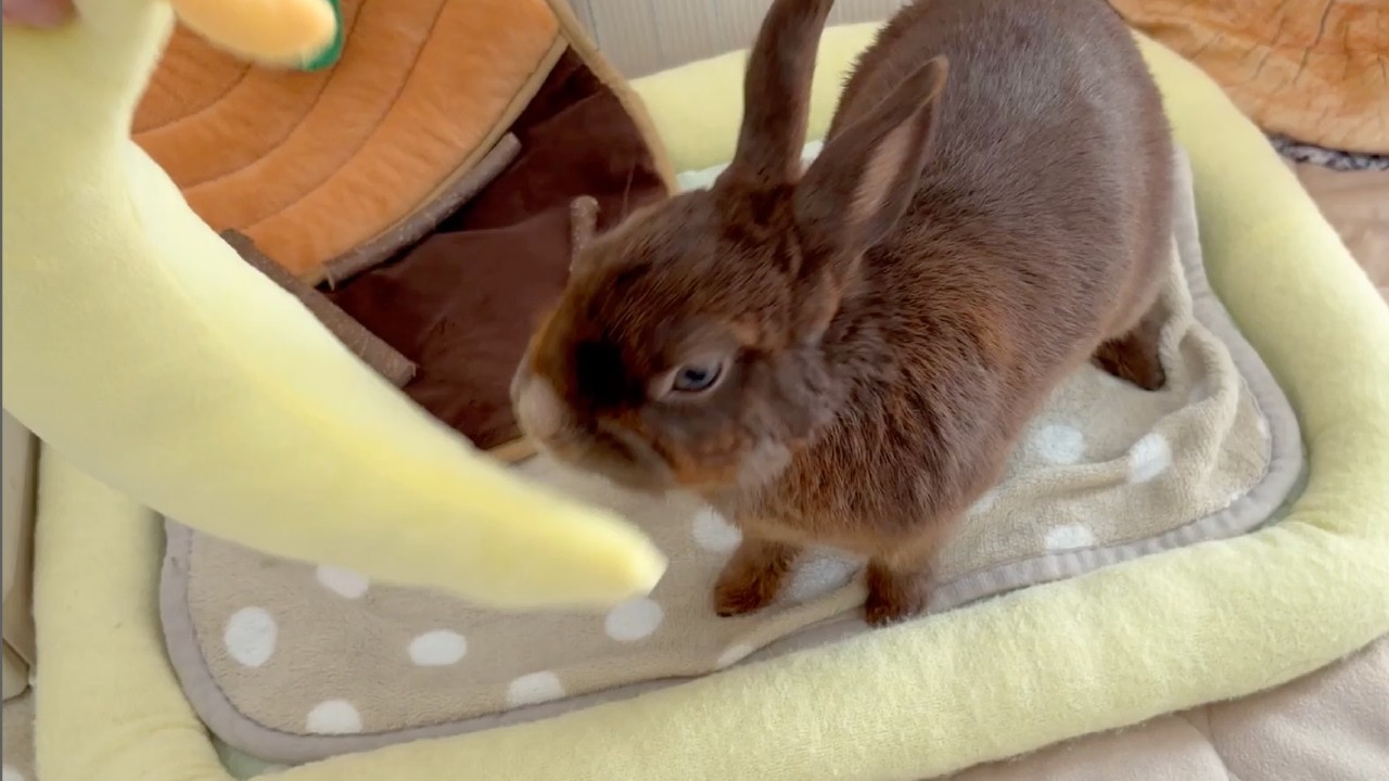 うさっうさっ(∩ˊωˋ∩)・* YouTube