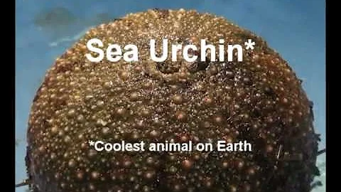 Sea Urchin Dissection