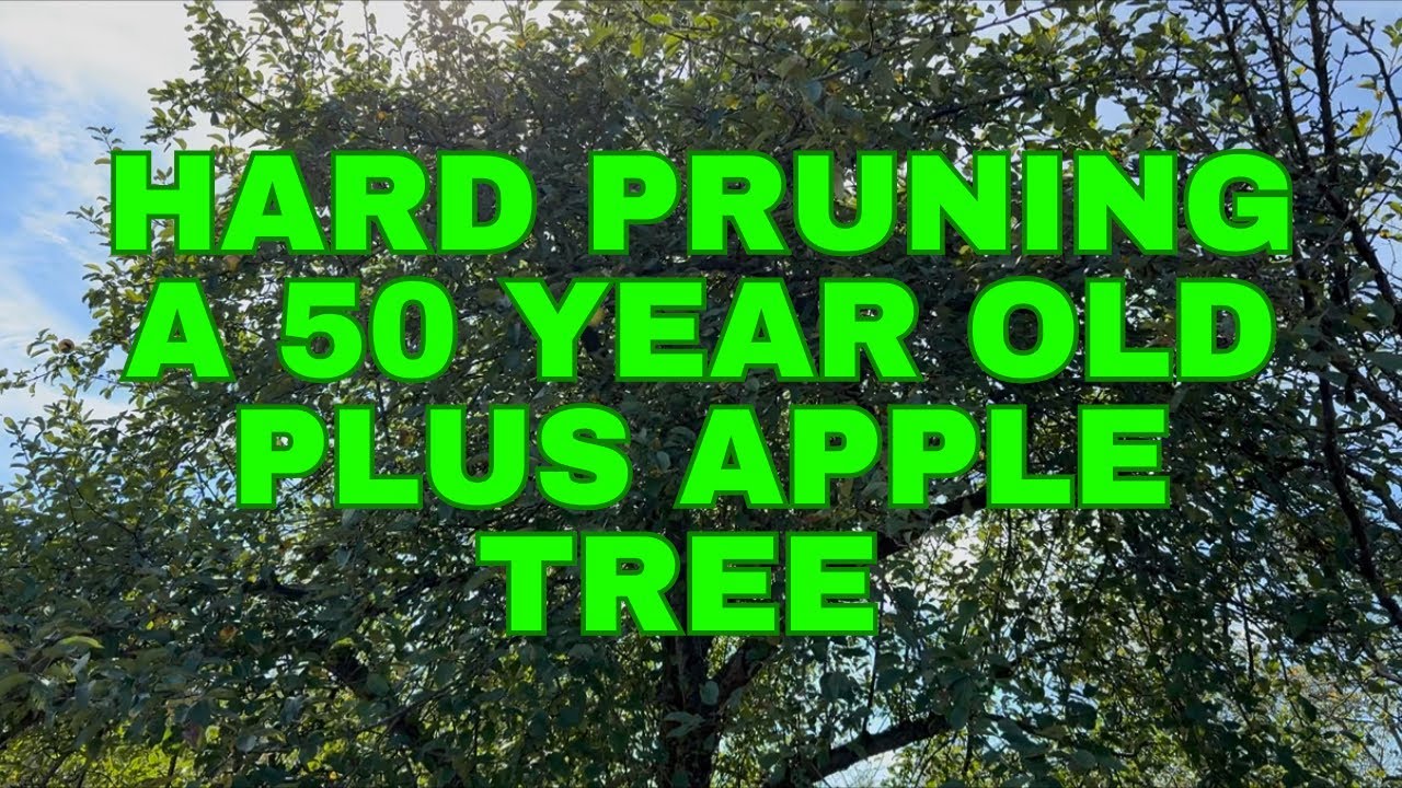 HOW TO HARD PRUNE A VERY OLD APPLE TREE - YouTube