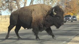 Bison Take Off Running