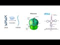 DNA Secrets Unlocked: Structure & Replication Made Easy!