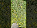 dandelions extremely common across Finland in spring and early summer
