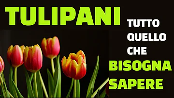 Quando appassisce il tulipano cosa fare?