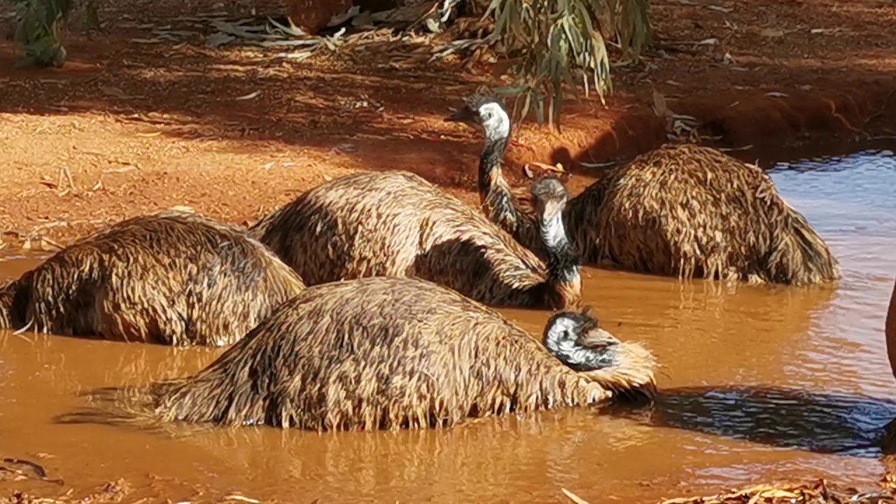 Emu bath, the largest Australian native birds by height
