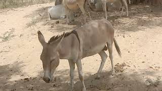 Donkeys in village #animals #gadha #donkeys