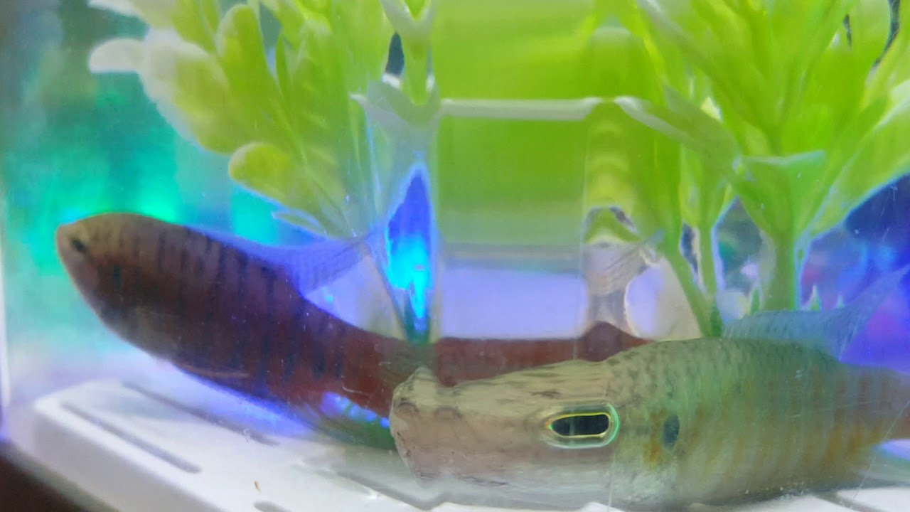 Ca co que huong YouTube