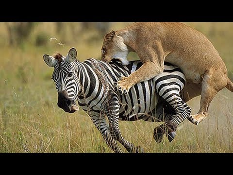 Lion vs Zebra Fight!