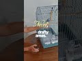 Bird Cage Placement Tips