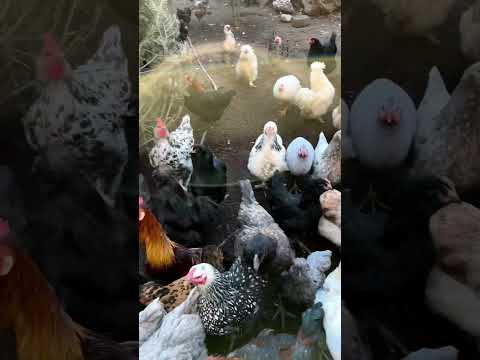 6 Penyebab Ayam Joper Mengalami Kanibalisme #shorts