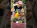 Grow Tons of Tomatoes in a Plastic Crate! 🍅 | Zero-Waste Crate Garden & Organic Hacks