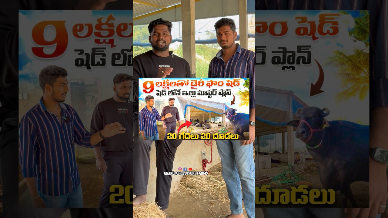 కొత్తగా డైరీ ఫార్మ్ షెడ్ పెట్టాలా చూసేయండి