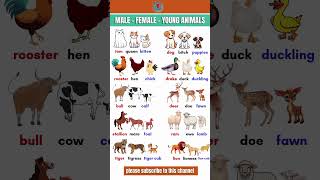 Male - Female - Young Animals Names Male - Female - Young Animals Names