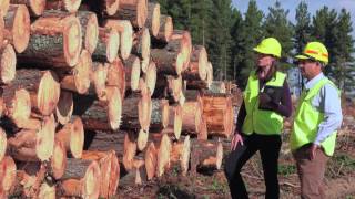 Radiata Pine - the framework of our building industry