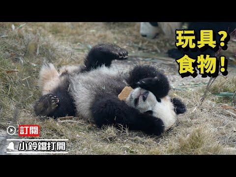 《熊貓早晚安》熊貓寶寶抱著媽媽的食物不會吃，但也不肯放手 | iPanda熊貓頻道