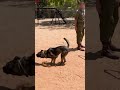 Soldier + Dog = best friends🐾