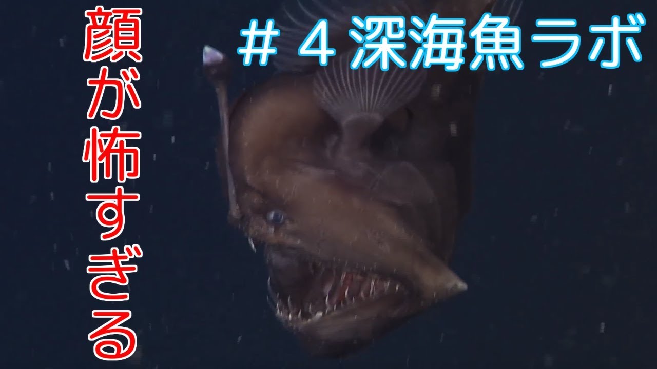 動画付き 顔が怖すぎてやばいペリカンアンコウww 4深海魚ラボ Youtube 動画付き 顔が怖すぎてやばいペリカンアンコウww 4深海魚ラボ Youtube