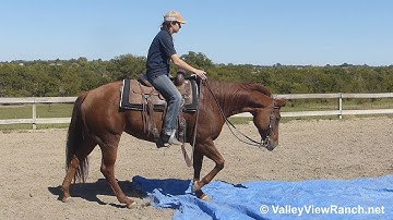 Danceaholic 008***For info, price, etc., go to our website*** ValleyViewRanch.net