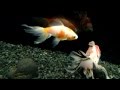 【印刷可能】 オーロラ 金魚 327709-金魚 オーロラ 特徴