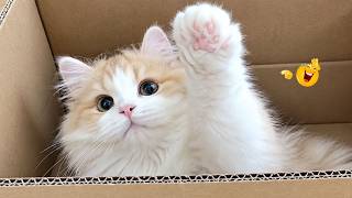 Best Cat Videos 🐈 | The Funniest Cat Moments You Need to See Today 🤣😹