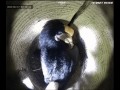 Helmhornvogel-Elterntier mit Jungtieren in Bruthöhle