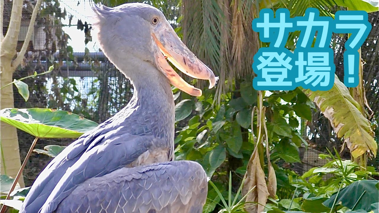 ハシビロコウ サカラくん 颯爽と登場しました【神戸どうぶつ王国