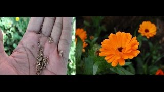 कैलेंडुला (Calendula) के बीज Save करें !! Collect Calendula Seeds - Hindi/ Urdu/ Punjabi कैलेंडुला (Calendula) के बीज Save करें !! Collect Calendula Seeds - Hindi/ Urdu/ Punjabi