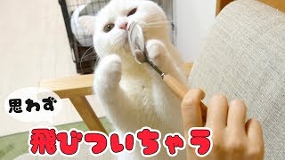魔法のスプーン？猫が飛びつく理由が判明！