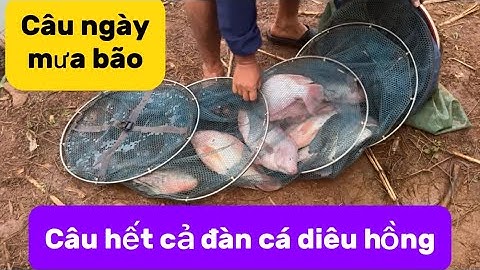 Đàn Cá Mới Quấn Ổ Anh Thanh Lại Trúng Lớn! Một Đàn Diêu Hồng Mới Lên Bờ.