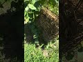Sweet potato hack