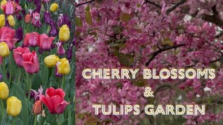 🌸 Cherry Blossom Festival Columbus 2026 | Franklin Park [4K]