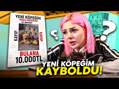 YENİ KÖPEĞİM KAYBOLDU! *Bulana 10.000 TL Ödül