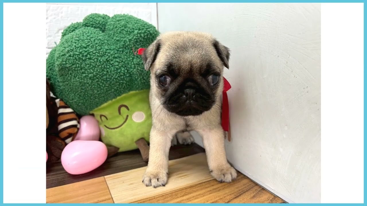 パグの子犬（メス♀） 苫小牧店｜ペットショップCoo＆RIKU