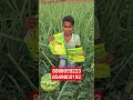 KAD Multiplier Sugarcane Result 🔥 50% ಹೆಚ್ಚು ಇಳುವರಿ #soilmultiplier #farming