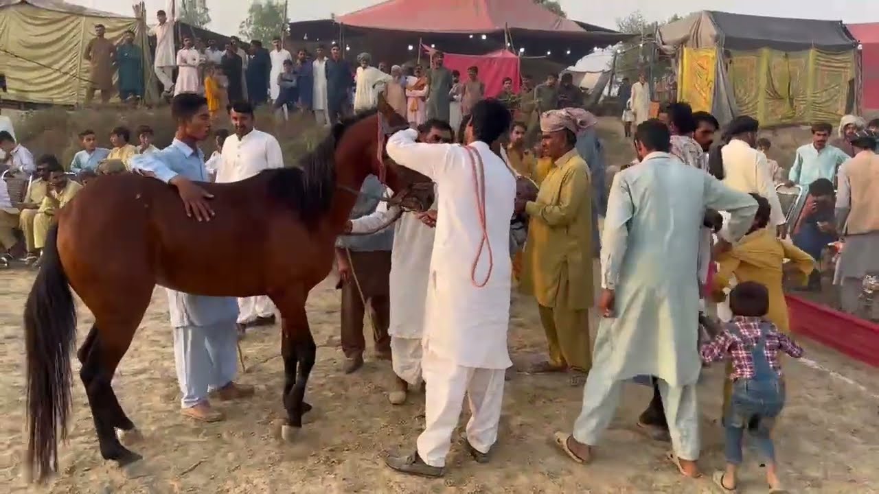 Ghora shola Awana wala Must Watch Viral Video