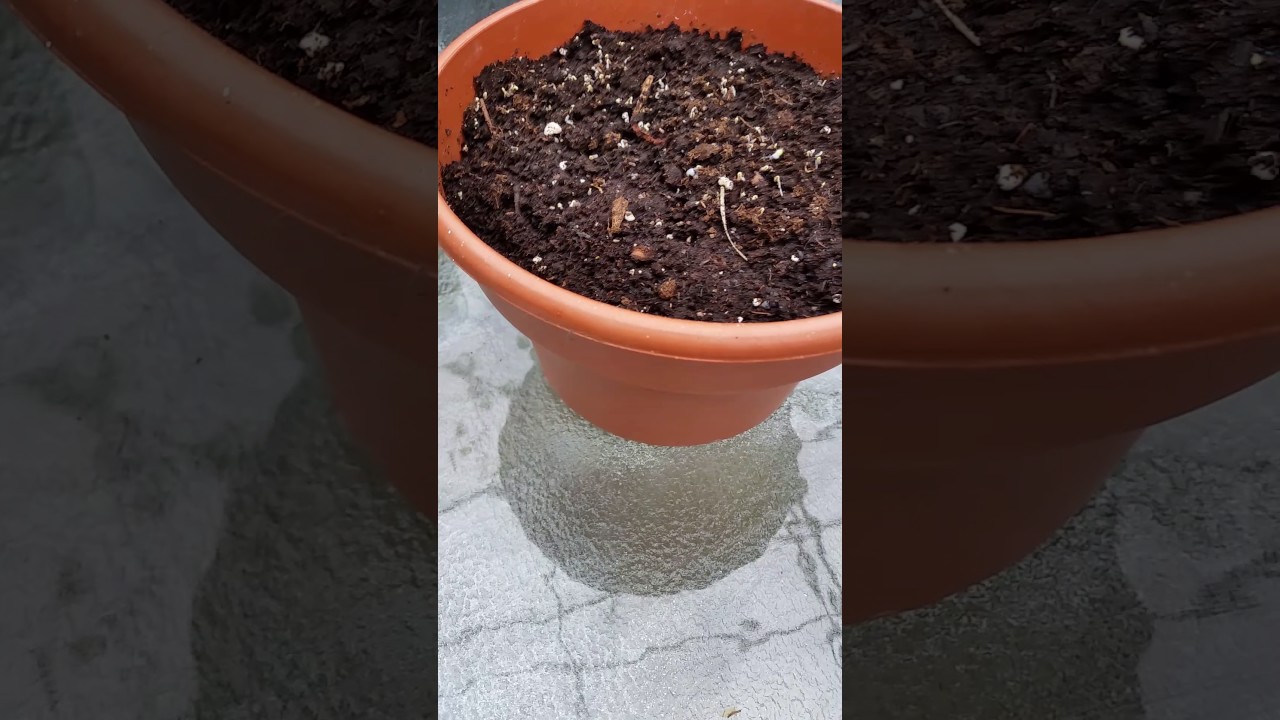 GERMINATING OR GROWING SALUYOT (JUTE ) SEEDS. (2nd step ) YouTube